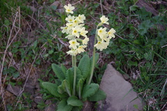 Primula ruprechtii
