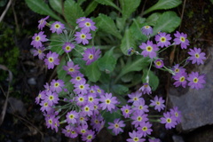 Primula farinifolia