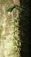 Aerangis pallidiflora image