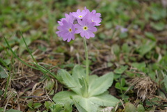 Primula algida