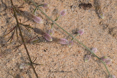 Trichuriella monsoniae