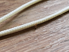 Monomorium pharaonis