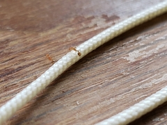 Monomorium pharaonis