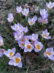 Crocus atticus