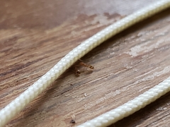 Monomorium pharaonis