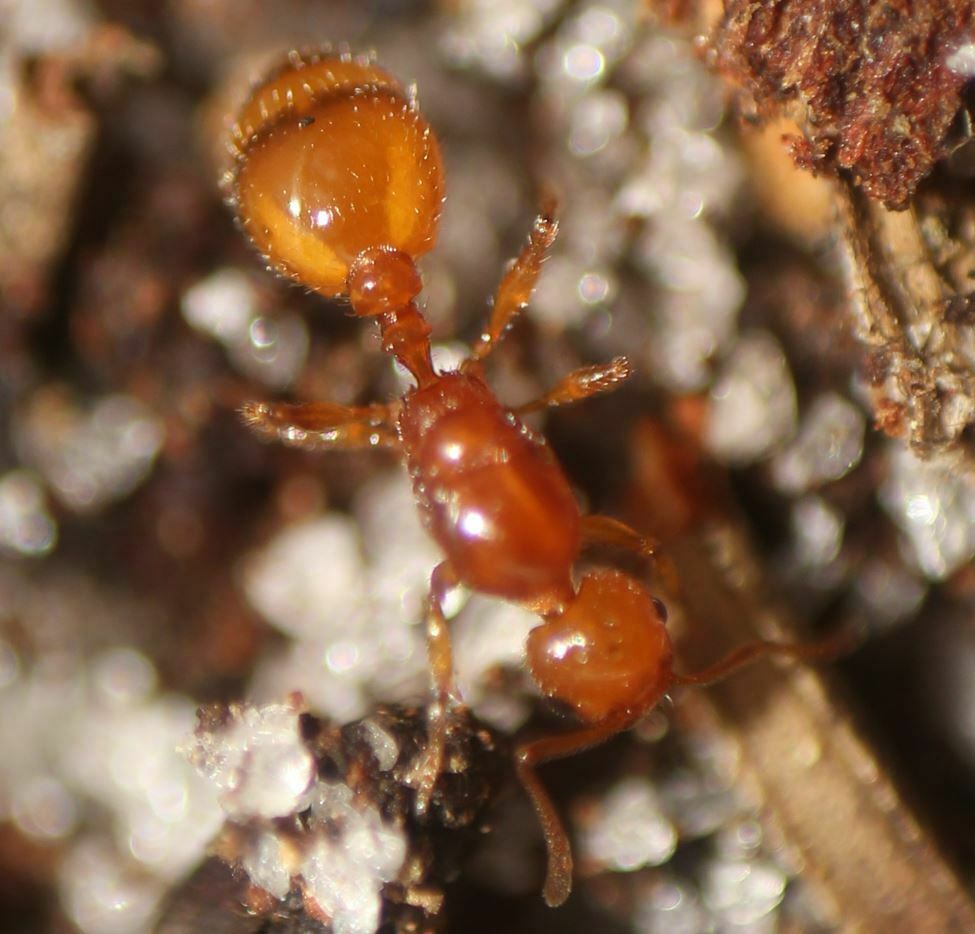 Pergande's Acorn Ant