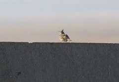Galerida cristata