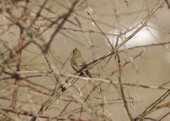 Chloris chloris