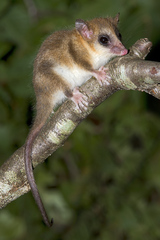 Monito Del Monte photo 4