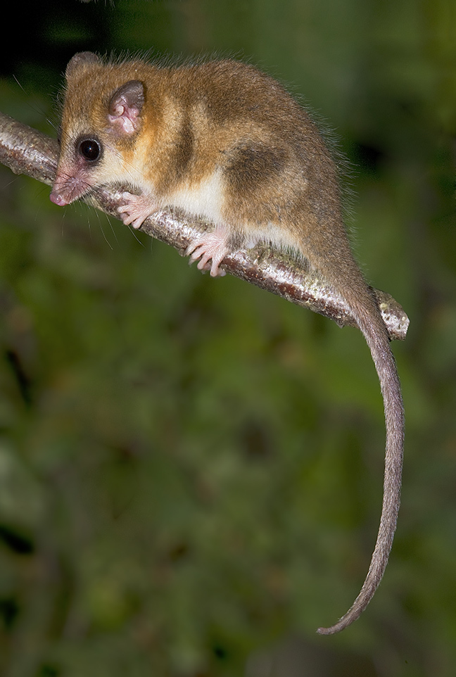 Monitos del Monte