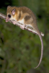 Monito Del Monte photo 3