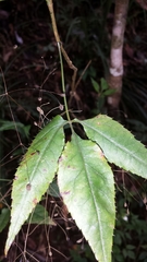 Pseudocarum laxiflorum