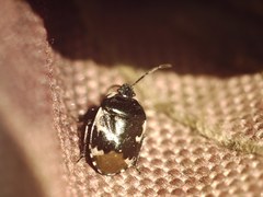 Tritomegas bicolor