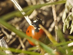 Coccinella septempunctata