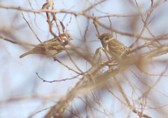 Passer montanus