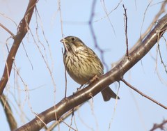 Emberiza calandra