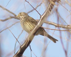 Emberiza calandra