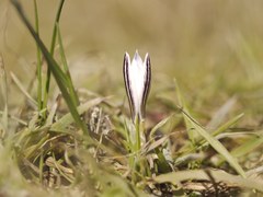 Crocus reticulatus
