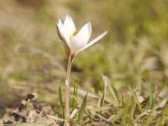 Crocus reticulatus