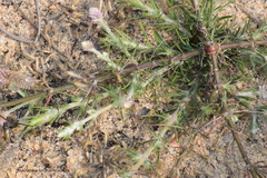 Trichuriella monsoniae