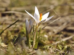 Crocus reticulatus