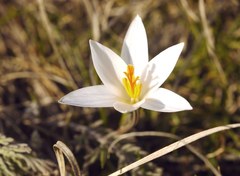 Crocus reticulatus