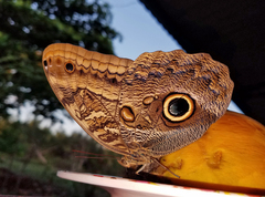 Caligo illioneus