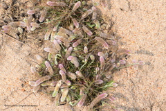 Trichuriella monsoniae