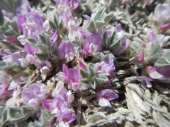 Astragalus tridactylicus