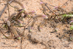 Trichuriella monsoniae