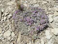 Astragalus tridactylicus
