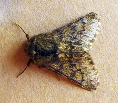 Apocheima hispidaria