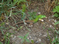 Lacerta strigata