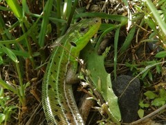 Lacerta strigata