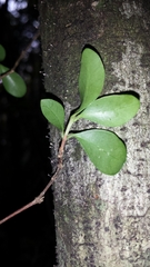 Coffea buxifolia
