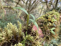 Dendrobium catenatum
