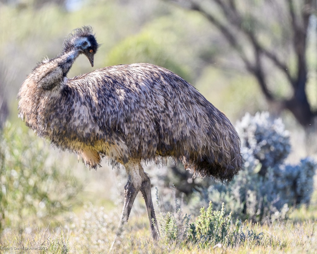 Emu from Brookfield Conservation Park, Blanchetown, SA, AU on July 26 ...