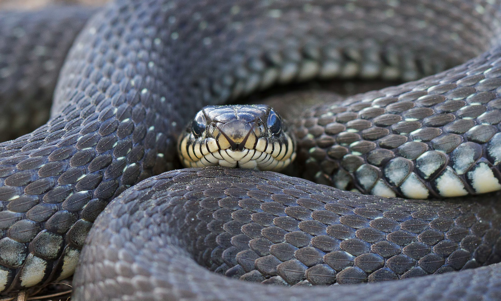 Natrix