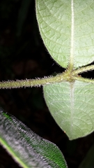 Psychotria pyrrotricha
