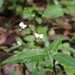 Aneilema acuminatum - Photo (c) eyeweed, algunos derechos reservados (CC BY-NC-ND)