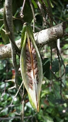 Cynanchum leucanthum