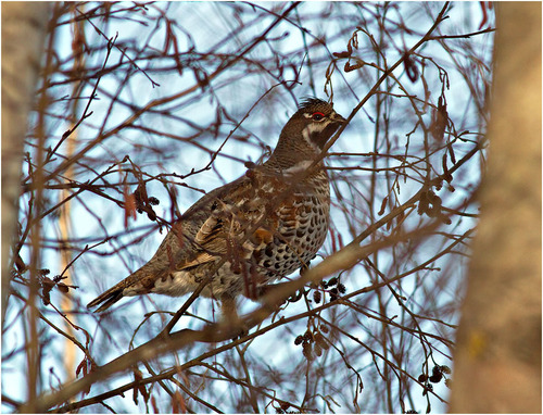 Hazel Grouse