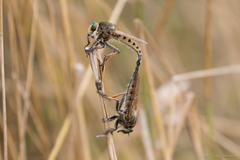 Promachus vertebratus