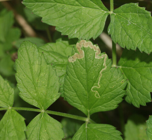 Phytomyza adjuncta