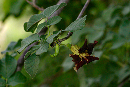 Markhamia zanzibarica image