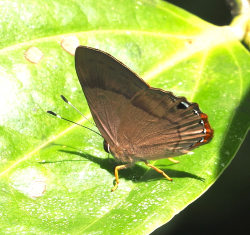 Euselasia amphidecta
