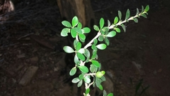 Hyperacanthus grevei