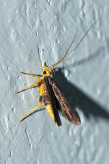 Lecithoceridae