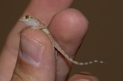 Cyrtopodion scabrum