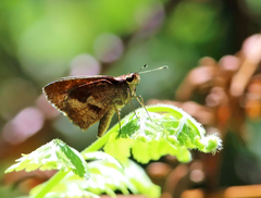 Synapte salenus salenus